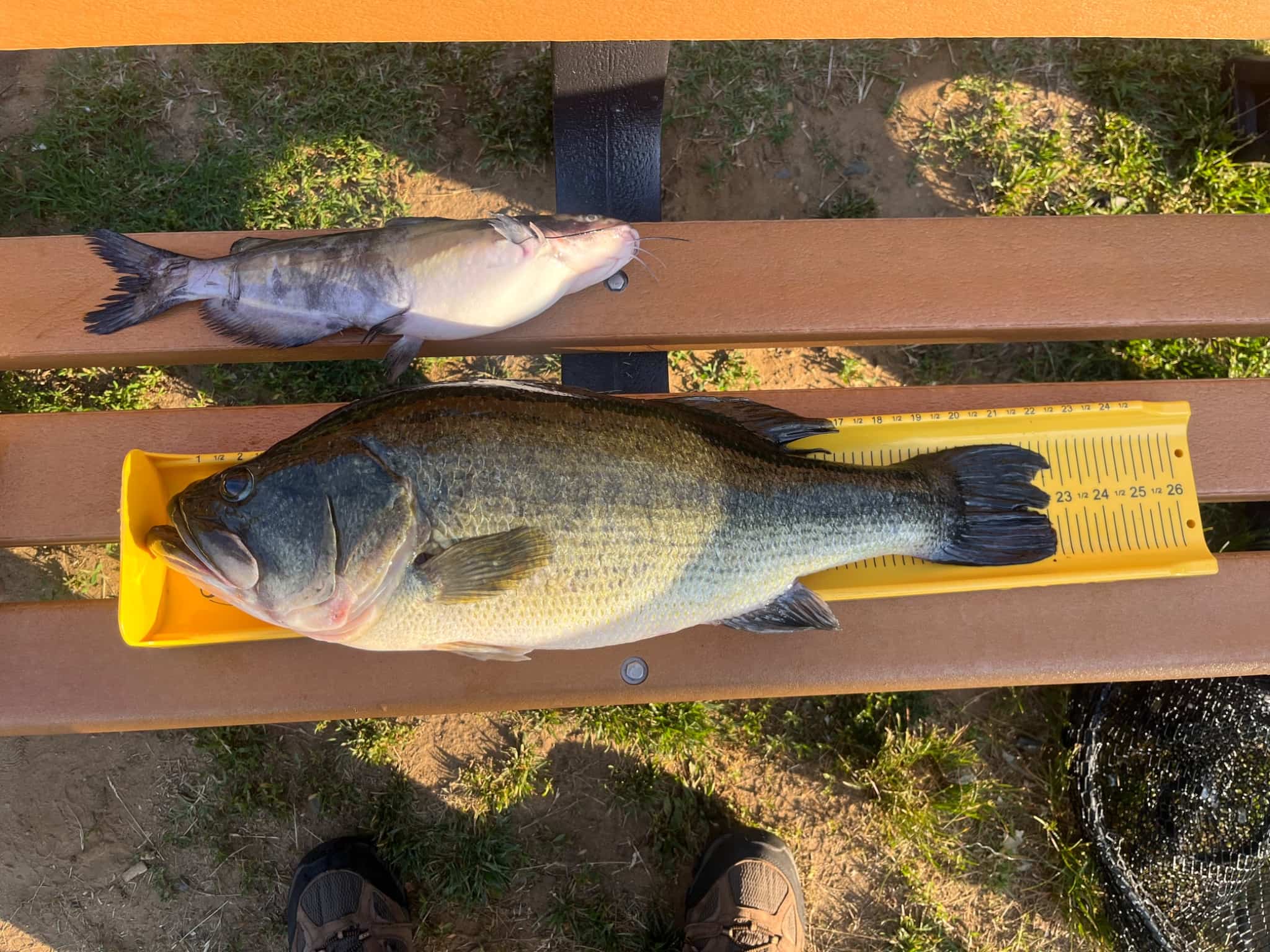 Largemouth Bass vs. Catfish preview
